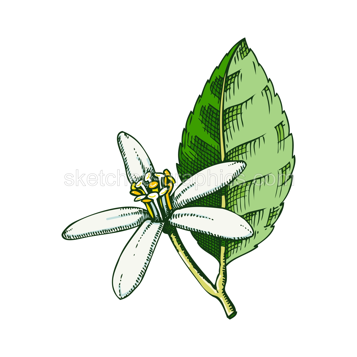Lime flower sketch in color. Citrus fruit flower hand-drawn vector illustration. Exotic plant drawing in watercolor style. Botanical design element. NOT AI-generated Illustration
